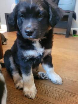 ROSS -  Australian Shepherd and Mixed Breed Dog for Adoption in Cincinnati, Ohio - ROSS | PetCurious
