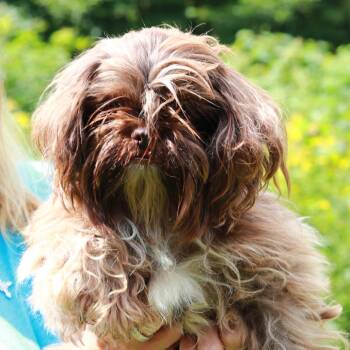 CT Forge -  Shih Tzu and Mixed Breed Dog for Adoption in Eastford, Connecticut - CT Forge | PetCurious