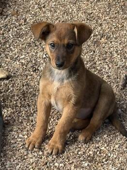 Australian Shepherd and Australian Cattle Dog Blue Heeler Dogs Available for Adoption in Bolivar, Missouri - Pistachio | PetCurious