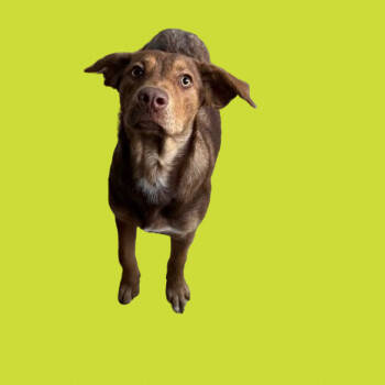 Rescue Catahoula Leopard Dog and Hound Dogs for Adoption in Tuscaloosa, Alabama - Shiloh | PetCurious