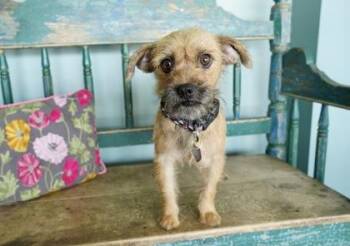 Frito -  Border Terrier and Chihuahua Dog for Adoption in San Antonio, Texas - Frito | PetCurious