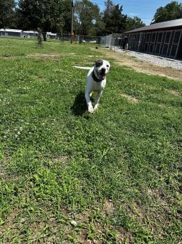 Rye -  Pit Bull Terrier Dog Available for Adoption in Corning, Arkansas - Rye | PetCurious