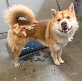 TAZ -  Siberian Husky Dog for Adoption in Camarillo, California - TAZ | PetCurious