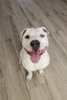 Rescue Pit Bull Terrier Dogs for Adoption in Whittier, California - Chance | PetCurious