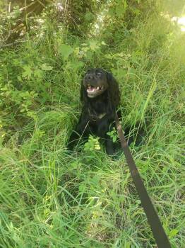 Black Labrador Retriever Dogs Available for Adoption - Dexter  | PetCurious