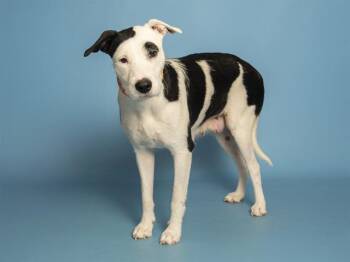 Pit Bull Terrier and Mixed Breed Dogs Available for Adoption - LEILANI | PetCurious