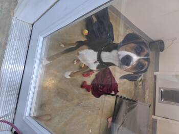 Rescue Beagle Dogs for Adoption in Jackson, Missouri - Koy | PetCurious