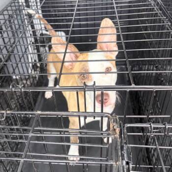 Mixed Breed Dogs Available for Adoption in Jupiter, Florida - Riviera | PetCurious