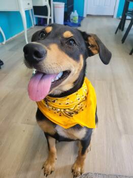 Quackers SS -  Mixed Breed Dog for Adoption in South Portland, Maine - Quackers SS | PetCurious