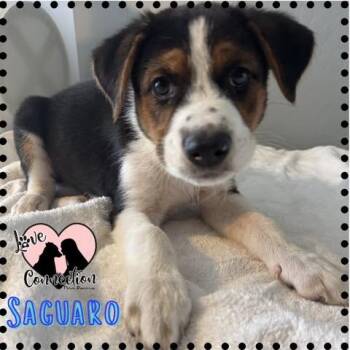 Australian Shepherd Dogs Available for Adoption in Gilbert, Arizona - Saguaro | PetCurious