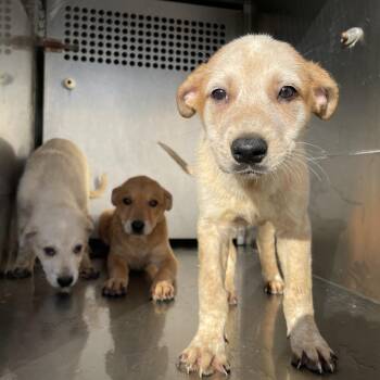 Retriever Dogs Available for Adoption - Sunny Delight | PetCurious