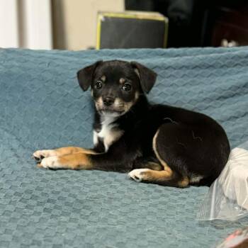 Chihuahua Dogs Available for Adoption in Park Row, Texas - Ledger | PetCurious