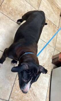 Krow -  Mixed Breed Dog for Adoption in Cincinnati, Ohio - Krow | PetCurious