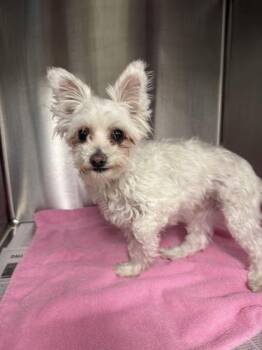 Baby -  Maltese Dog for Adoption in Portland, Maine - Baby | PetCurious