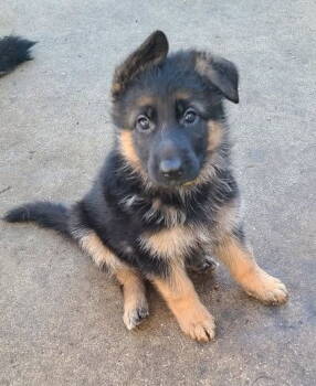 Rescue German Shepherd Dog Dogs for Adoption in Hillside, Illinois - Wildcat | PetCurious