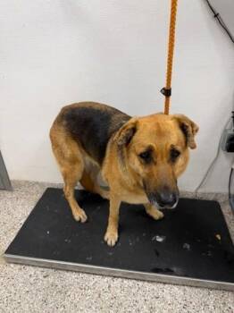Shepherd and Mixed Breed Dogs Available for Adoption in Gastonia, North Carolina - Funnel Cake | PetCurious