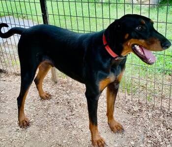 Rescue Doberman Pinscher Dogs for Adoption in Little Rock, Arkansas - Dax | PetCurious