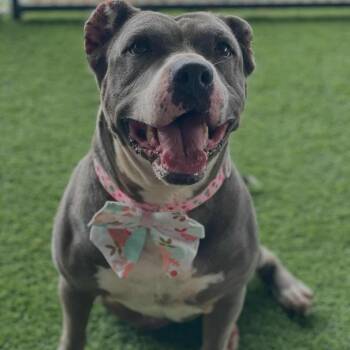 Star -  American Staffordshire Terrier Dog for Adoption in Denver, Colorado - Star | PetCurious