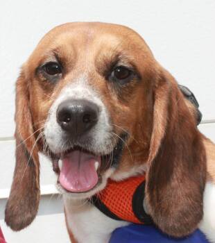Jett -  Beagle Dog for Adoption in Coldwater, Michigan - Jett | PetCurious