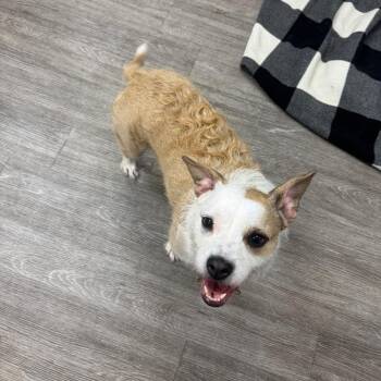 Jack Russell Terrier and Mixed Breed Dogs Available for Adoption in Dayton, Ohio - Elle | PetCurious