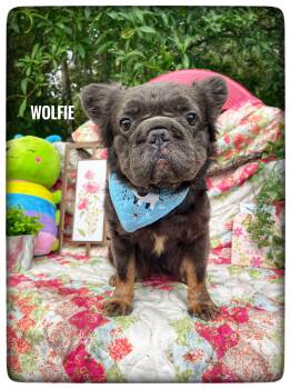 French Bulldog Dogs Available for Adoption in Sebring, Florida - Wolfie | PetCurious