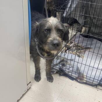 Jude -  Poodle and Black Labrador Retriever Dog for Adoption in Jacksboro, Tennessee - Jude | PetCurious