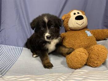 Australian Shepherd and Mixed Breed Dogs Available for Adoption - A608724 | PetCurious