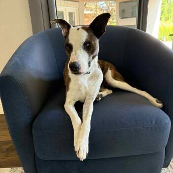 Rescue Terrier Dogs for Adoption in Pineville, Missouri - Chopper | PetCurious