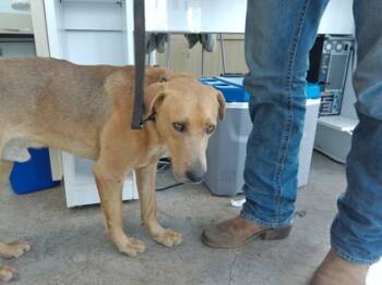 Rescue Retriever and Mixed Breed Dogs for Adoption in Fort Worth, Texas - 59260808 | PetCurious