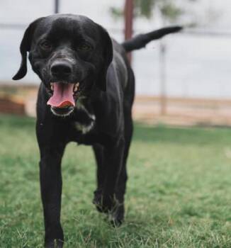 Rescue Spaniel Dogs for Adoption in Lubbock, Texas - Kevin | PetCurious