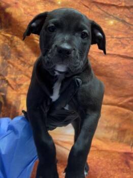 Colette -  Basset Hound and Mixed Breed Dog for Adoption in San Antonio, Texas - Colette | PetCurious