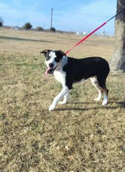 Mixed Breed Dogs Available for Adoption - Oberyn | PetCurious