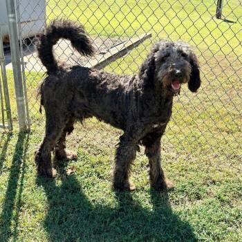 Bernie -  Standard Poodle Dog for Adoption in Brentwood, Missouri - Bernie | PetCurious