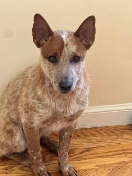 Australian Cattle Dog Blue Heeler Dogs Available for Adoption in Paso Robles, California - Ossin | PetCurious