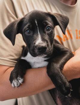 Bobby Dobby -  Labrador Retriever and Terrier Dog for Adoption in El Dorado, Arkansas - Bobby Dobby | PetCurious