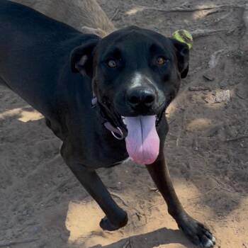 Freya Eleanor -  Labrador Retriever Dog for Adoption in Oklahoma City, Oklahoma - Freya Eleanor | PetCurious