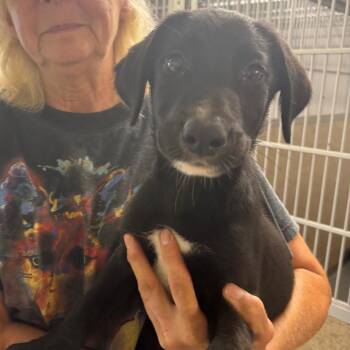 Pawpeye -  Labrador Retriever and Australian Shepherd Dog for Adoption in Pennsville Township, New Jersey - Pawpeye | PetCurious