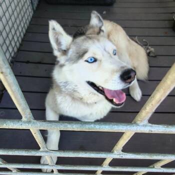 Luna -  Husky Dog for Adoption in Moses Lake, Washington - Luna | PetCurious