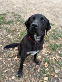 Rescue Black Labrador Retriever Dogs for Adoption in Severance, Colorado - Forrest | PetCurious