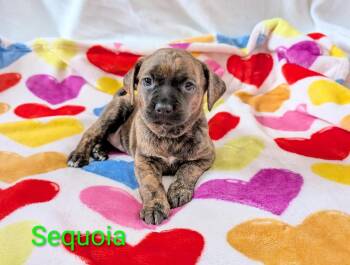 Plott Hound Dogs Available for Adoption - Sequoia | PetCurious