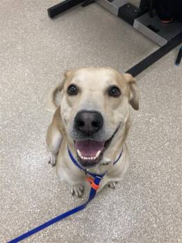 Buddy Boy -  Labrador Retriever Dog for Adoption in Prince Frederick, Maryland - Buddy Boy | PetCurious