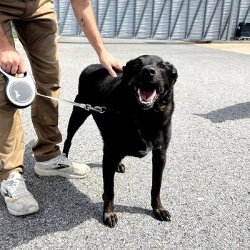 Brisket -  Black Labrador Retriever and Mixed Breed Dog for Adoption in Fayetteville, Arkansas - Brisket | PetCurious