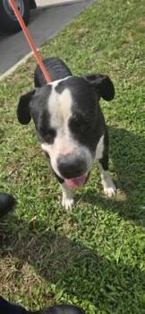 Theodore -  Mixed Breed Dog for Adoption in New Orleans, Louisiana - Theodore | PetCurious