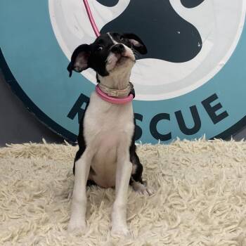 Goldy D11944 -  Chihuahua and Jack Russell Terrier Dog for Adoption - Goldy D11944 | PetCurious
