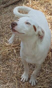 Gus -  Boxer Dog for Adoption in Mena, Arkansas - Gus | PetCurious