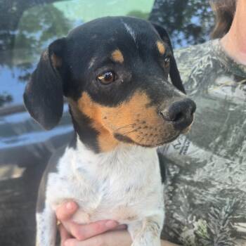 Rescue Chihuahua and Beagle Dogs for Adoption in West Plains, Missouri - Rufus | PetCurious