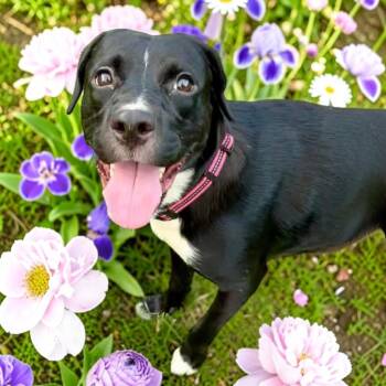 Gabby -  Labrador Retriever Dog for Adoption in Fort Worth, Texas - Gabby | PetCurious