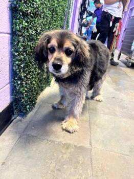 Mixed Breed Dogs Available for Adoption in El Paso, Texas - 60954495 | PetCurious