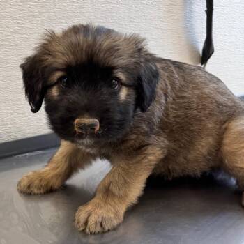 109037 -  Mixed Breed Dog for Adoption in Las Cruces, New Mexico - 109037 | PetCurious