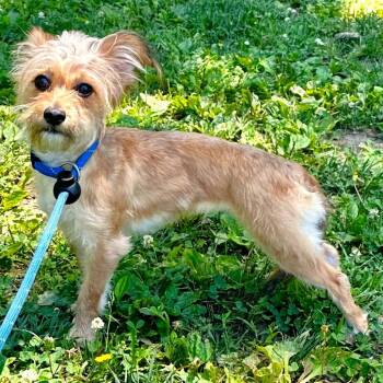 Silky -  Yorkshire Terrier and Mixed Breed Dog for Adoption in Warrensburg, Missouri - Silky | PetCurious